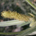 Sandbar Willow (1/1)