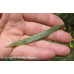 Sandbar Willow (1/1)