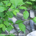 Canada Plum (1+0)