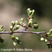 Canada Plum (1+0)