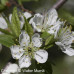 Canada Plum (1+0)