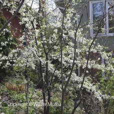 Canada Plum (1+0)