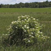 Shrubs (71)