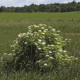 Shrubs