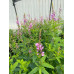  Showy Tick Trefoil (Desmodium canadense) (1 gal)