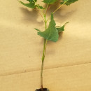 Greenhouse Plugs