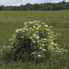 Shrubs